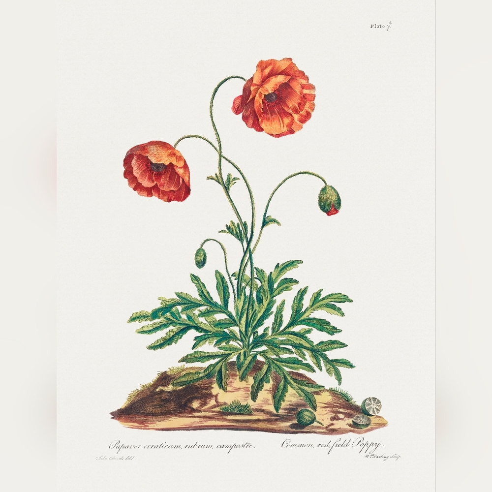 Botanical Art Print with Red Poppies